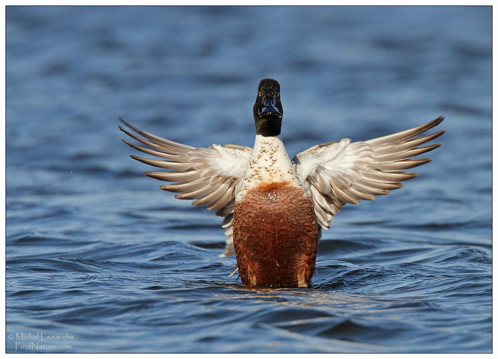 Canard souchet mâle adulte nuptial