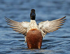 Northern Shoveler