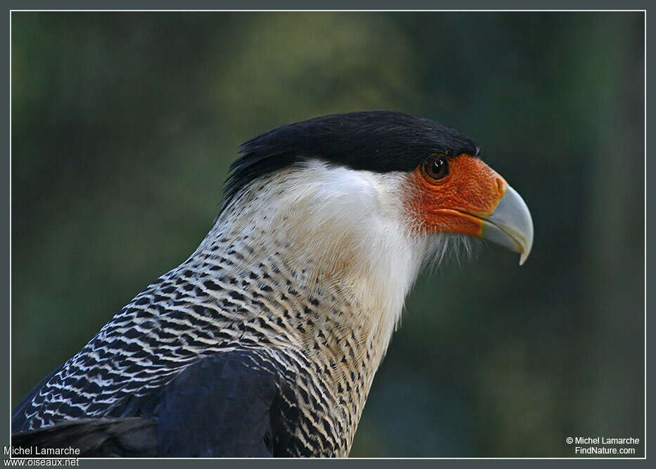 Northern Crested Caracaraadult, close-up portrait