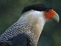 Crested Caracara (cheriway)