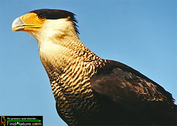 Caracara huppé