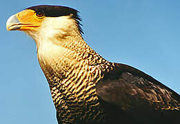 Caracara huppé