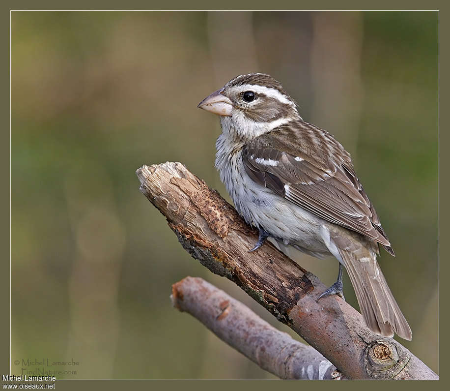 Rose-breasted Grosbeak female adult, identification