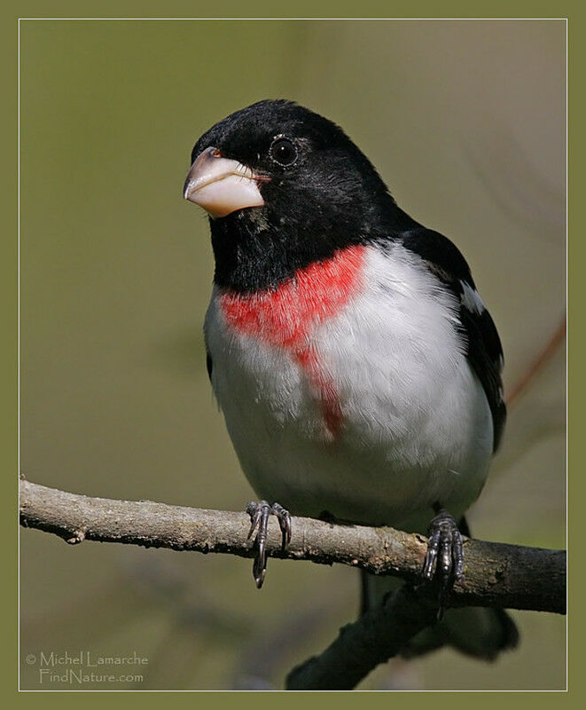 Cardinal à poitrine rose