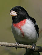 Rose-breasted Grosbeak