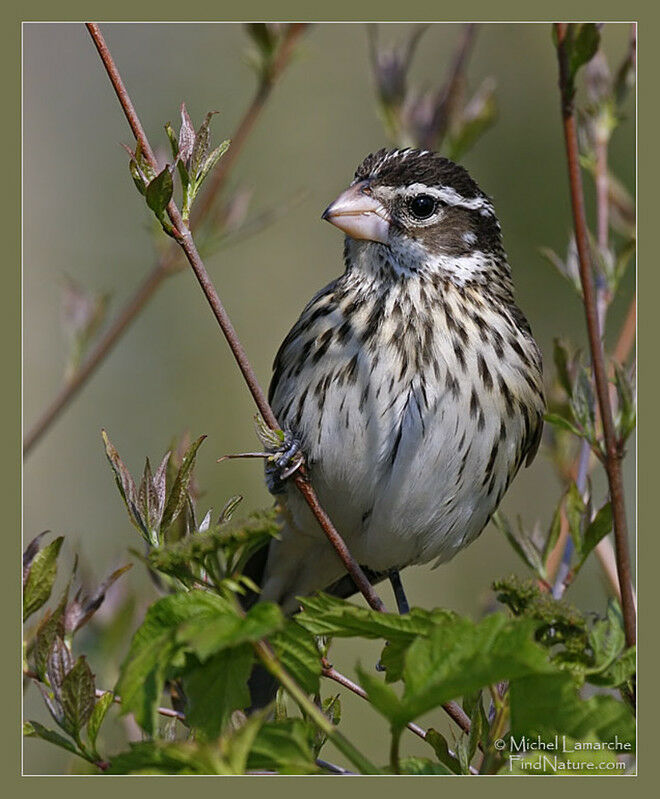 Rose-breasted Grosbeak female adult