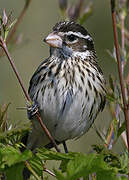 Rose-breasted Grosbeak