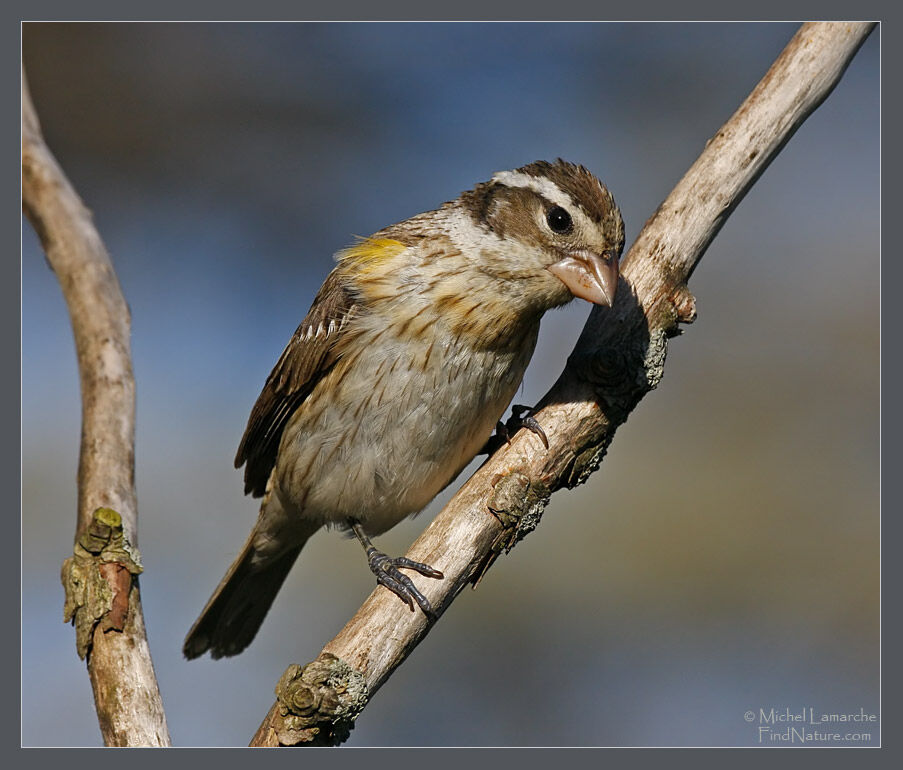 Rose-breasted Grosbeak female adult