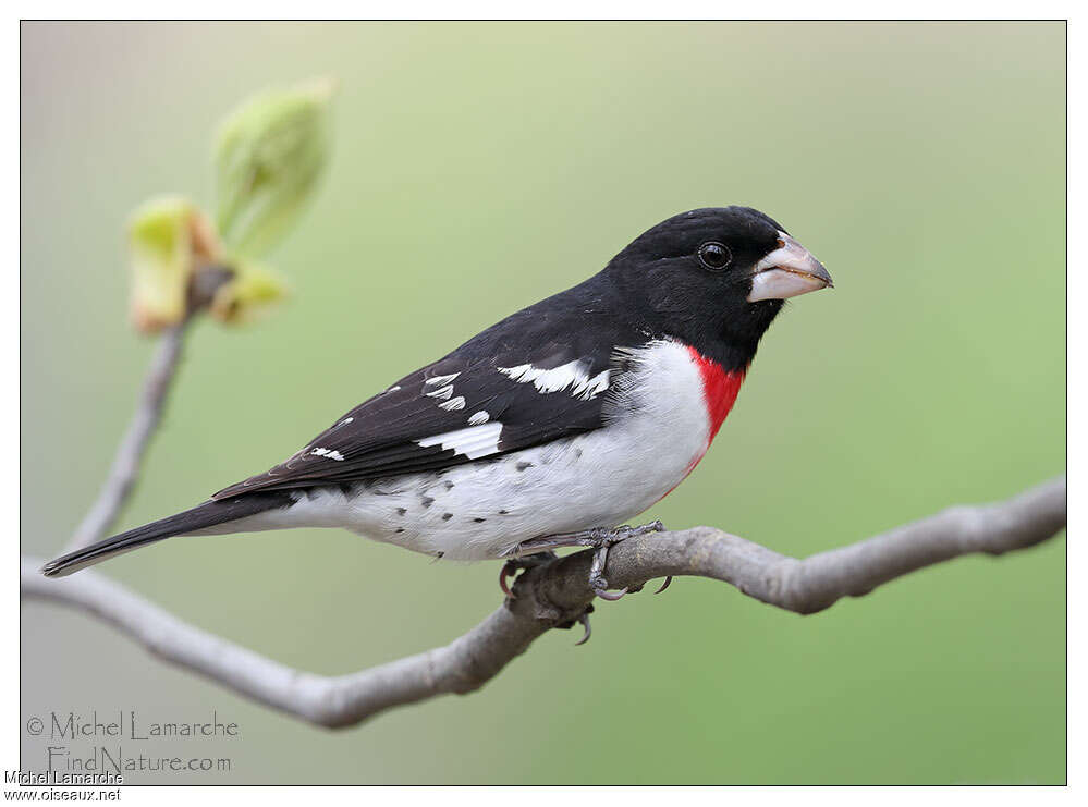 Rose-breasted Grosbeak male adult breeding, identification