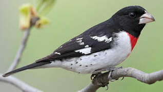 Rose-breasted Grosbeak