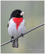 Rose-breasted Grosbeak