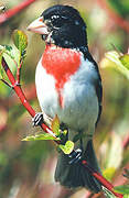 Rose-breasted Grosbeak