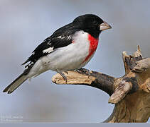 Rose-breasted Grosbeak