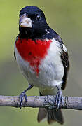 Rose-breasted Grosbeak