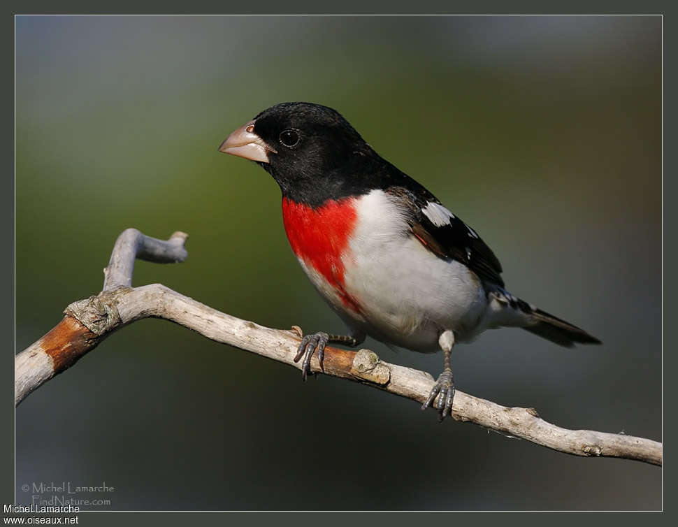 Rose-breasted Grosbeak male adult breeding, close-up portrait