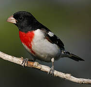 Rose-breasted Grosbeak