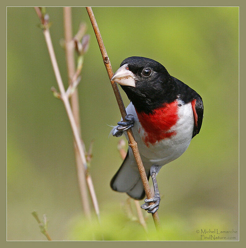 Rose-breasted Grosbeak male adult