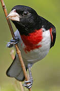 Rose-breasted Grosbeak