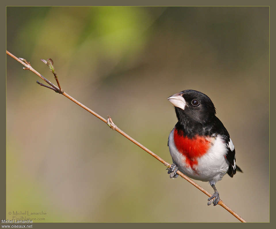 Rose-breasted Grosbeak male adult, close-up portrait, pigmentation