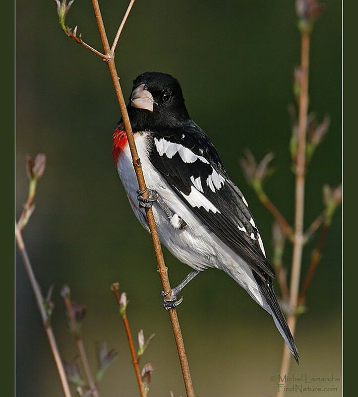 Rose-breasted Grosbeak male adult