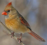 Northern Cardinal