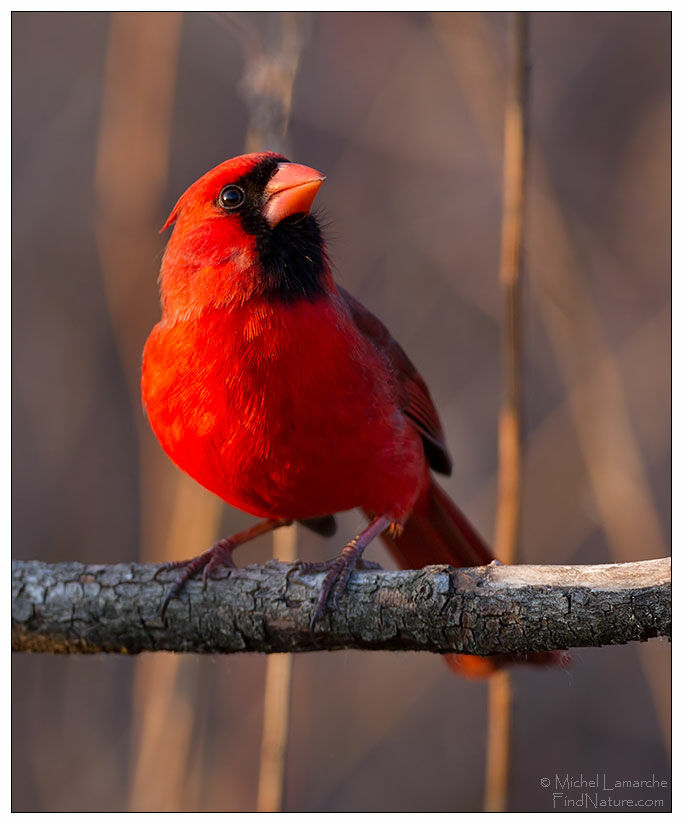 Cardinal rouge mâle adulte