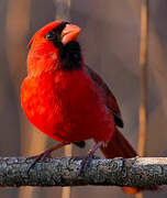 Cardinal rouge