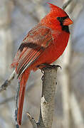 Cardinal rouge