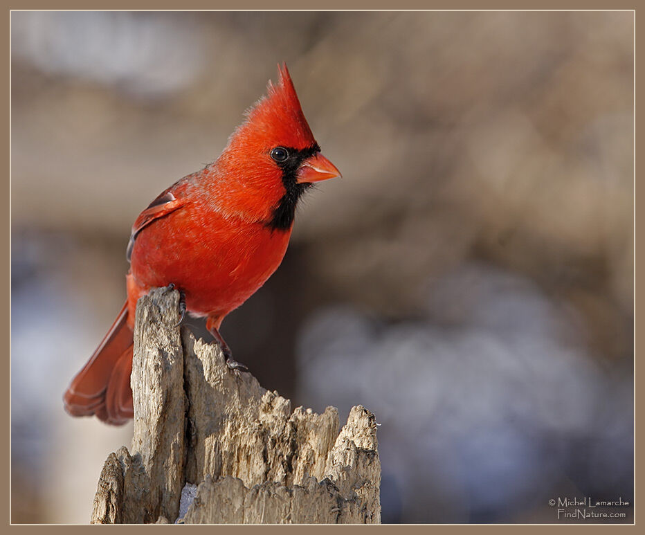 Cardinal rouge mâle adulte