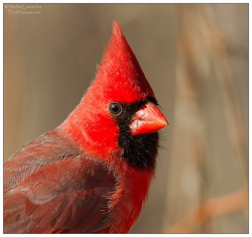 Cardinal rouge mâle adulte