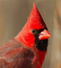 Cardinal rouge