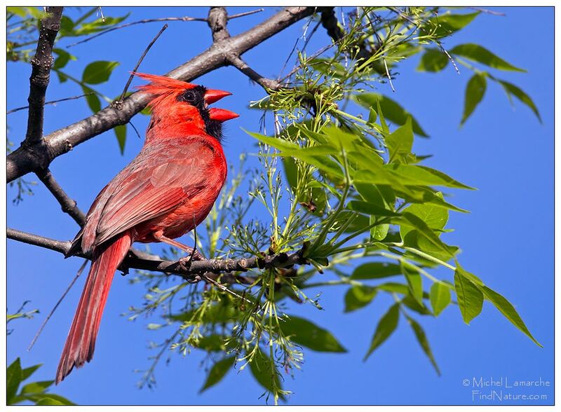 Cardinal rouge mâle, chant