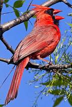 Cardinal rouge