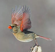 Northern Cardinal