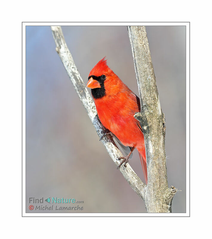 Cardinal rouge mâle adulte