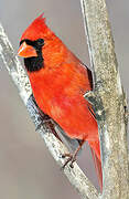 Cardinal rouge