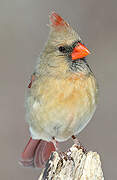 Northern Cardinal