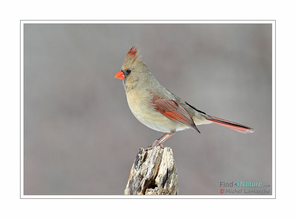 Northern Cardinal female adult