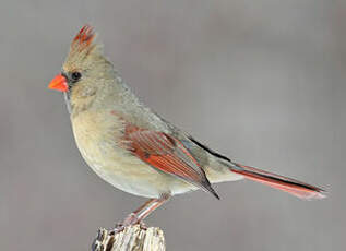 Cardinal rouge