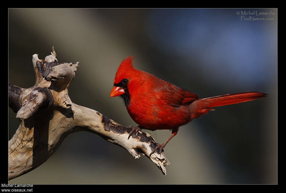 Northern Cardinal male adult