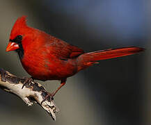 Cardinal rouge