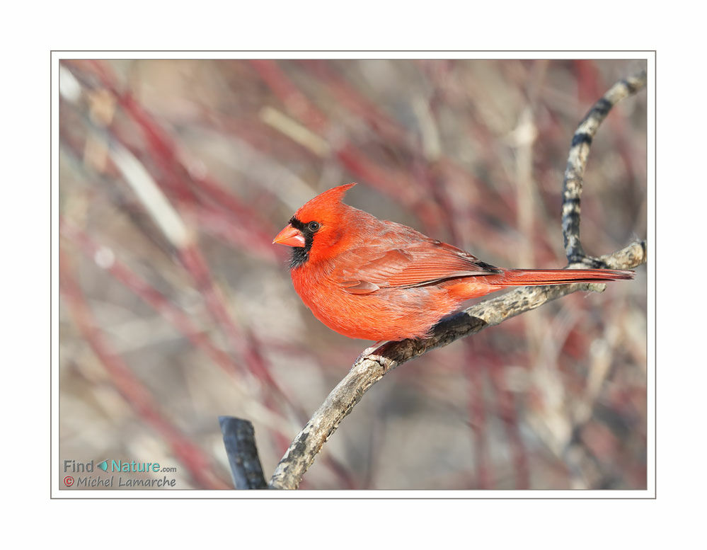 Cardinal rouge mâle adulte