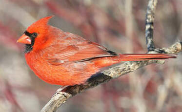 Cardinal rouge