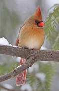 Northern Cardinal