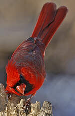 Cardinal rouge