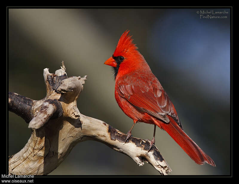 Cardinal rouge mâle adulte nuptial, identification