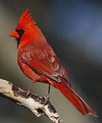 Cardinal rouge