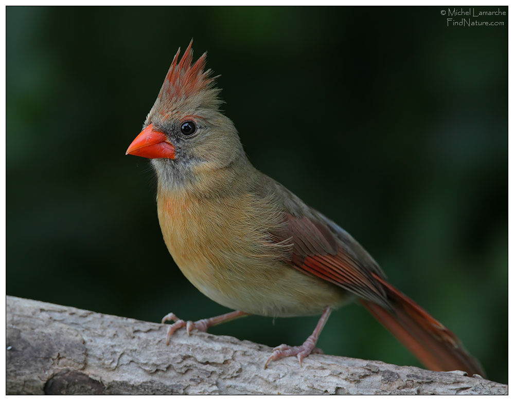 Cardinal rouge