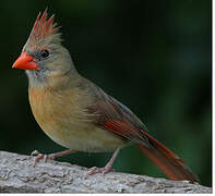 Cardinal rouge