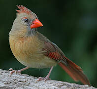 Cardinal rouge